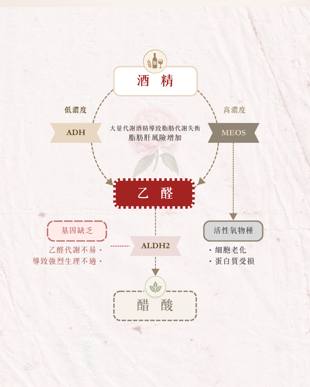 酒精代謝路徑圖：乙醇經 ADH 與 CYP2E1（MEOS，微粒體乙醇氧化系統）氧化為乙醛，乙醛由 ALDH 代謝為無害的乙酸；CYP2E1 產生的活性氧 ROS 與堆積的乙醛都會形成 DNA 加合物，構成致癌機轉。