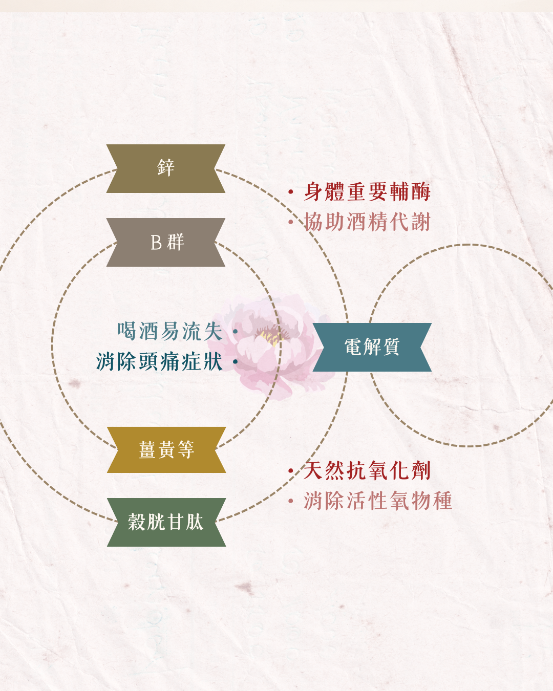 護肝營養素示意圖：鋅與 B 群是身體重要輔酶、協助酒精代謝；電解質喝酒易流失、補充可消除頭痛症狀；薑黃等與穀胱甘肽屬天然抗氧化劑，可消除活性氧物種。